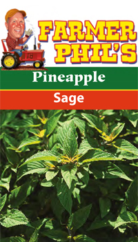 Pineapple Sage